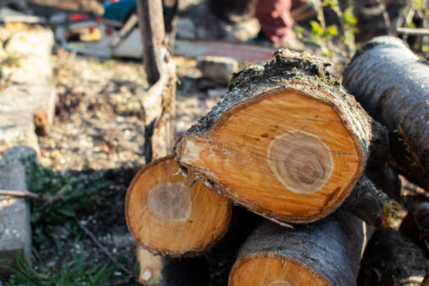 How Our Tree Care Process Works  in  Dauphin, PA