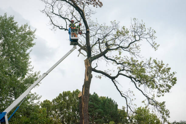 Best Tree Trimming and Pruning  in Dauphin, PA